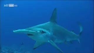 5 Horrifying Shark Encounters Caught On GoPro