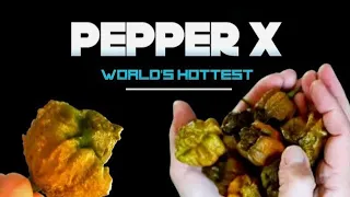 Pepper X World's Hottest Pepper