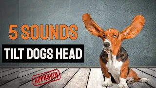 5 Sounds To Tilt Dogs Head - GUARANTEED