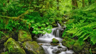 Flowing River Sounds for Sleeping, Relaxation and Stress Relief