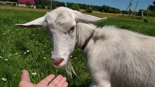 КОЗА🐐 В ДЕРЕВНЕ. МОЛОКО КОЗЬЕ.