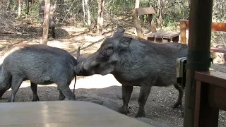 Warthog mating sounds and actions in the bush...