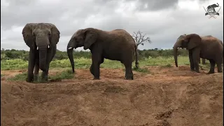 Bubi’s son, 13-year-old elephant bull, Zindoga enjoys a playful tussle with female, Limpopo