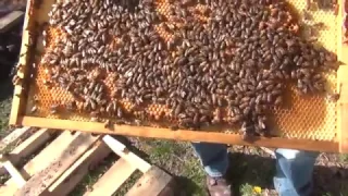 Beekeeping : How To Split A Bee Hive Part 2