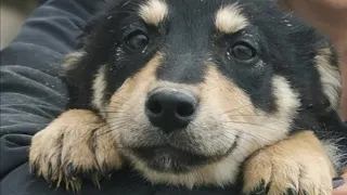 Puppies and adult dogs that found abandoned and unwanted, now safe in our shelter.