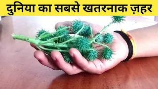 Deadliest Poison | World's most deadly poison |  India's most poisonous plants | ricin