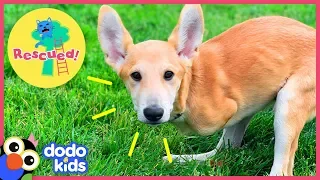 Joey the Dog Hops Just Like a Kangaroo! | Animal Videos For Kids | Dodo Kids