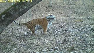 Амурский тигр в Уссурийском заповеднике