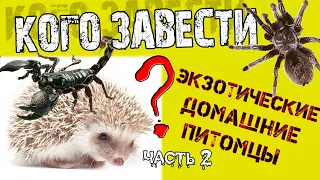 Кого завести? (часть 2) Птицеед, Ёж, Скорпион, ( ЭКЗОТИЧЕСКИЕ ПИТОМЦЫ )