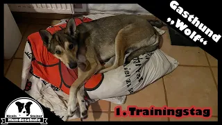 Gasthund Wolf 1. Trainingstag: Platz, Sitz, Leinenführigkeit, Leinenaggression