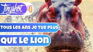POURQUOI L'HIPPOPOTAME EST DANGEREUX ? - ⏱ Tinyshot #4