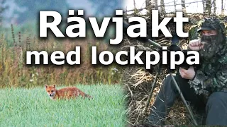 Rävjakt med lockpipa (calling fox)