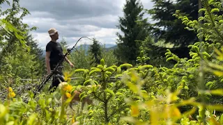 News from the Carpathian forest: what about porcini mushrooms? The first blueberries are ripening