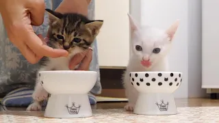 A kitten who is curious about the food next door is returned to its mother.