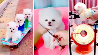 Tik Tok Chó Phốc Sóc Mini 😍 Funny and Cute Pomeranian #392