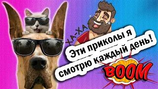 Я РЖАЛ ДО СЛЕЗ  #11МИНУТ ЛУЧШИХ ПРИКОЛЫ 2022 #приколы2022 #юмор #ржунемогу #смешныеживотные