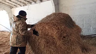 Безпривязное содержание КРС на соломенной подстилке Stowage of cows on straw bedding