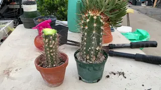 Replanting a Cactus that is too tall or damaged.