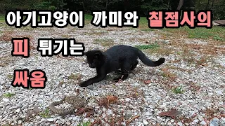 아기고양이 까미와 칠점사의 피 튀기는 싸움의 승자는? #칠점사싸움