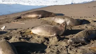 Elephant Seal birth, San Simeon 1/7/24 B3