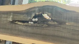 Found rare animal eggs in wood || Teak sawmill.