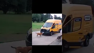 Delivery Guy gets chased by Dogs 🤣🤣