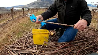 Grafting cherry trees    the second time around!