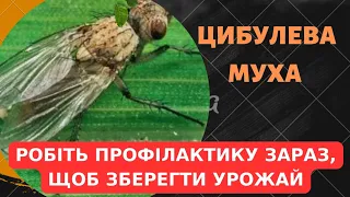 ХІМІЧНІ ТА НЕХІМІЧНІ МЕТОДИ ЗАХИСТУ ВІД ЦИБУЛЕВОЇ МУХИ. Щоб зберегти урожай цибулі та часнику!