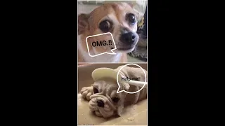 Funny Dog's reaction to puppy cake cutting😂 #Shorts