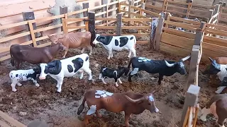 brincando de fazendinha levando o gado novo pro curral/toy farm