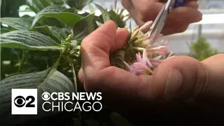 Chicago chef takes greenhouse goodies for delicious diner meals