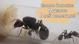 САМЫЕ БОЛЬШИЕ МУРАВЬИ - Messor cephalotes