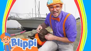 Blippi Explores a Boat and More! | Blippi | Animals for Kids