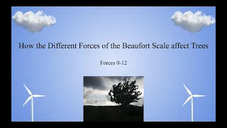 Beaufort Scale: Trees