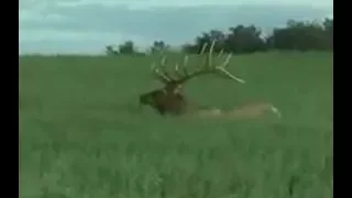 Giant Saskatchewan Elk