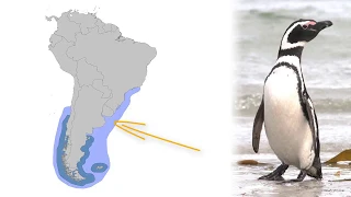 Nadando contra a Maré: desafios enfrentados por pinguins em águas brasileiras.