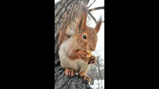 Белка похожая на маленького гоблина / Squirrel is like a little goblin