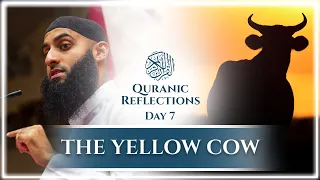 #7 The Yellow Cow || Quranic Reflections