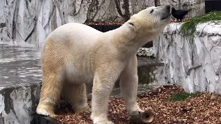 祝日㊗️は、朝からミラクルで幸せ😀フブたん。2024年3月20日#polarbear #ホッキョクグマ #フブキ #東山動物園