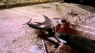 Why We Love Sharknado - Best Scenes