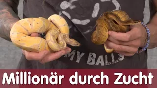 Reptil TV - Folge 103 - Millionär durch Ballpython Zucht