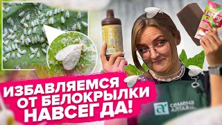 ВСЕ СРЕДСТВА ОТ БЕЛОКРЫЛКИ! Поможет точно!