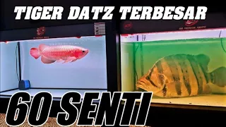 🔴 IKAN PREDATOR JUMBO‼️ DATZ TIGER IKAN HIAS PREDATOR ALAM INDONESIA TERBESAR ADA DI AQUARIUM RFA