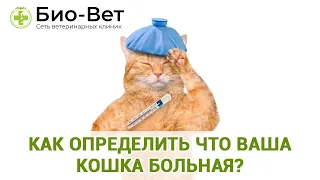 Как определить что ваша КОШКА БОЛЬНАЯ  🙀   Топ 15 Признаков Болезни Кошек    Био Вет