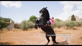 Caballos de pura raza española e hispano-árabes