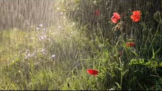 Music of the rain. Музыка дождя