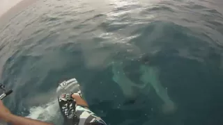 Kiteboarding with Dolphins - Freakin' sweet!