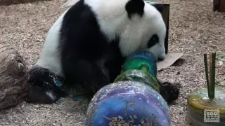 Panda Cubs' 3rd Birthday