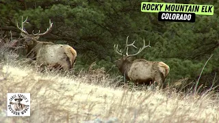 Father & Son Hunt for Colorado Elk