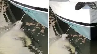 Manatee Drink Water Stream From Boat